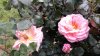 IMG-20190614-WA0014.jpg