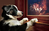 fireworksdog.jpg