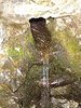 200px-Nacentemackinac.jpg