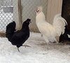 gallinapolverara.jpg