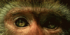 88117.gif