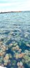 Meduse a trieste.jpg