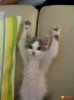 these-funny-animals-NGub.jpg