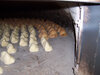 Galleria_Pane-di-Matera_01.jpg