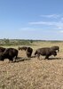 Bison02.jpg