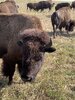 Bison03.jpg