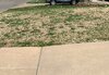 Frontyard 2022 left.jpeg
