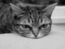 Helter