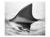Sharkfin