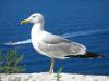 seagull