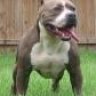 pitbull