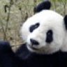 Il Panda