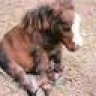 minipony