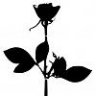 _violator