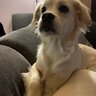 connelly