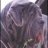 mastino
