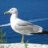 seagull